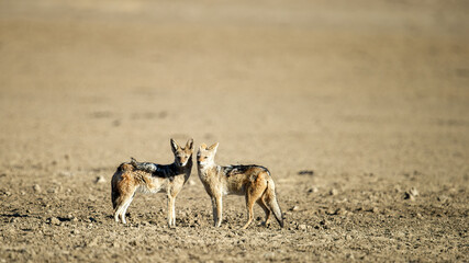 Black-backed Jackal (Canis mesomelas) Kgalagadi Transfrontier Park, South Africa