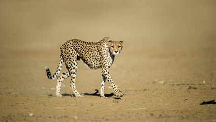 Cheetah (Acinonyx jubatus) Kgalagadi Transfrontier Park, South Africa