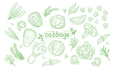 Line icon different Cabbage vector illustration. Design for kale day, healthy food, day, recipes.