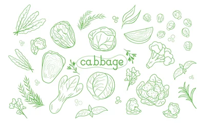 Poster Line icon different Cabbage vector illustration. Design for kale day, healthy food, day, recipes. © Ksyusha Marysheva