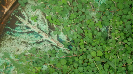 green moss on the stone