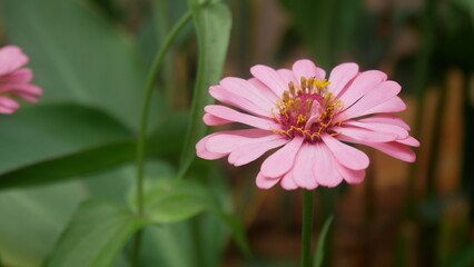 pink zinnia flower in the garden