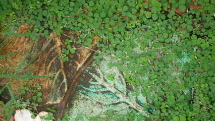 green moss on the ground