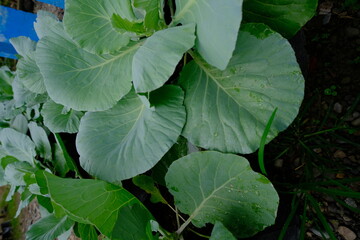 Cauliflower cultivated with manure grows well