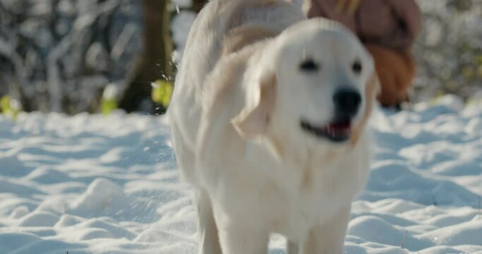 A golden retriever runs through the snow from its owner. Slow motion 4k video