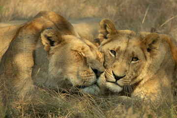 lion and lioness
