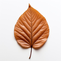 Alder leaf isolated on white background