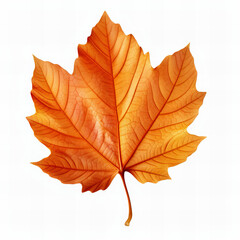 Naklejka na ściany i meble Autumn leaf isolated on white background