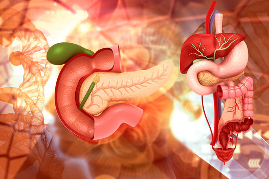 Human pancreas with digestive system anatomy. 3d illustration..