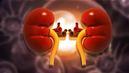 Human kidney anatomy on scientific background. 3d illustration..