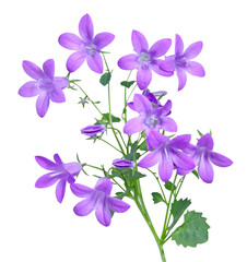 Fleurs de Campanule muralis	