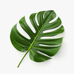 Green jungle leaf isolated on white background