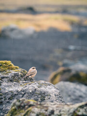 bird on rock