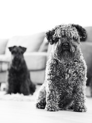 black and white schnauzer