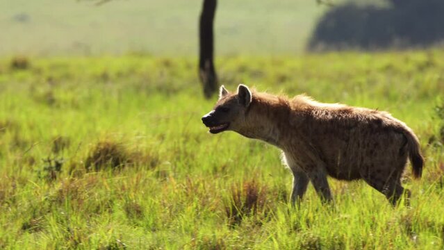 Slow Motion Shot of Hyena looking for prey as it prowls, walking through the African wilderness in Maasai Mara National Reserve, Kenya, Africa Safari Animals