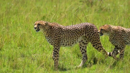 Close up shot of Cheetah walking in lush grassland landscape, African Wildlife in Maasai Mara National Reserve, Kenya, Africa Safari Animals in Masai Mara North Conservancy