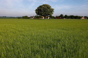 Flax field in Eure, France.