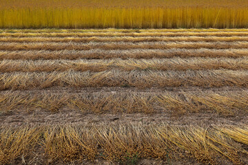 Flax field in Eure, France.