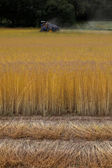 Flax pulling in Eure, France.