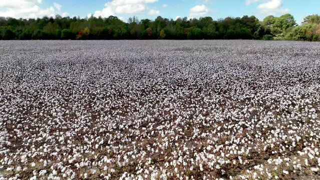 low aerial over cotton field near montgomery alabama
