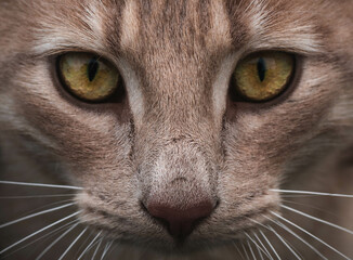 close up of a cat