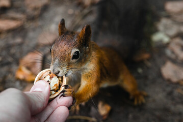 Squirrel feeding