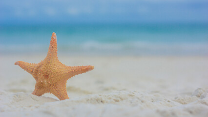 Fototapeta na wymiar Starfishes on sandy beach.Ocean sand. Sea coast. Florida paradise. Tropical nature. Beautiful ocean sunset. Concept for travel agency.