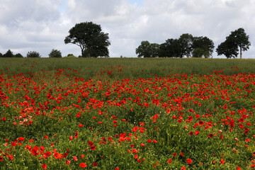 Poppies in Normandy, France.