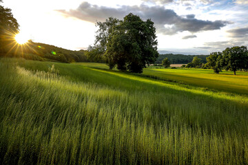 Flax field in Eure, France - obrazy, fototapety, plakaty