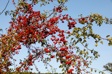 Wild berries on a tree in Eure, France