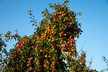 Apple trees in Eure, France