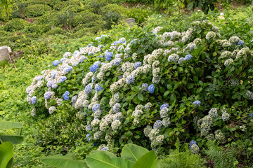 Colorful hydrangeas banner, close-up. Purple blue pink hortensia flowers in nature
