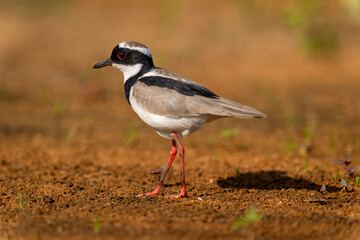 Pied plover on land in tropical Pantanal