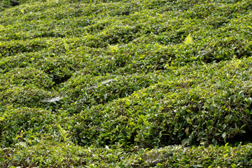 Fototapeta na wymiar Tea field. Organic tea field ready for harvest