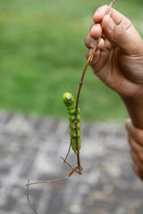 Boy with caterpillar. Eure, France.