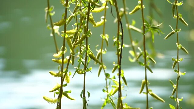 close-up branches of a weeping willow branches with fresh green spring goslings shaking in the wind, set against a background of blue lake water. tranquil and peaceful scene. slow motion.