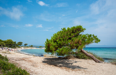 Mediterranean landscape. Panoramic view of Karidi beach. Pine tree on coast. Vourvourou, Sithonia, Greece, Halkidiki.
