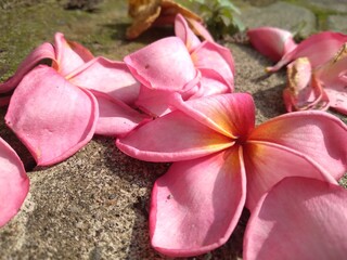 pink flowers on the ground