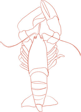 recommend clip art: Lobster line art illustration