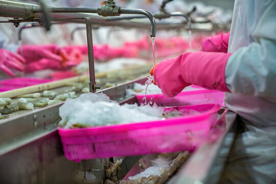 Process shrimp at factory in Vietnam