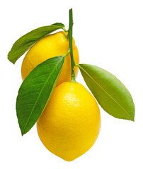 Lemons isolated. Twig with ripe lemons and leaves on a transparent background.