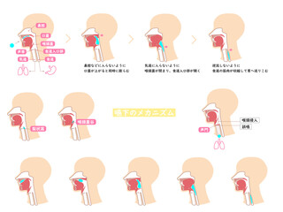 嚥下　プロセス　人体　解剖図　解説　カラー　イラスト　セット