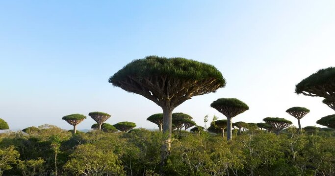 Socotra Dragon Trees With Upturned Crown In Firhmin Forest, Socotra Island, Yemen. - aerial pullback shot