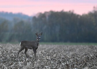 Naklejka na ściany i meble Roe deer buck early morning before sunrise on a field