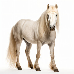 Naklejka na ściany i meble Beautiful welsh pony isolated on white background
