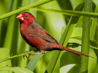 Crimson Finch in Queensland Australia