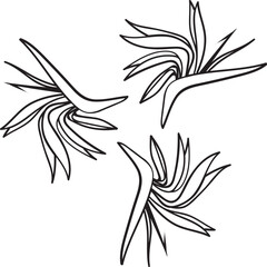 Fototapeta na wymiar Tropical flowers decorative ornament in doodle style in vector