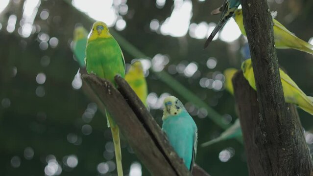 Close-up two colorful and adorable lovebirds resting together with selective focus on their detail feathers and colorful plumage. It shows concept of coupling, love, relationship for animal and human.