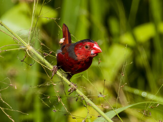 Crimson Finch in Queensland Australia