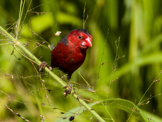 Crimson Finch in Queensland Australia